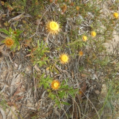 Coronidium oxylepis subsp. lanatum (Woolly Pointed Everlasting) at Canberra Central, ACT - 28 Nov 2015 by MichaelMulvaney