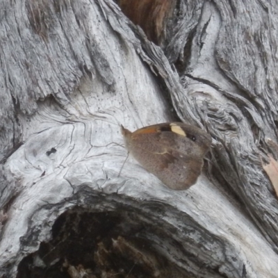 Heteronympha merope (Common Brown Butterfly) at O'Connor, ACT - 28 Nov 2015 by MichaelMulvaney