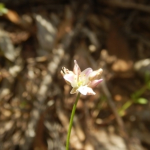 Laxmannia gracilis at Point 3232 - 28 Nov 2015 04:37 PM