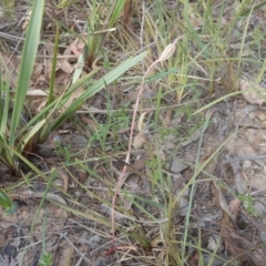 Caladenia sp. (A Caladenia) at Point 5834 - 28 Nov 2015 by MichaelMulvaney