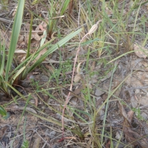 Caladenia sp. at Point 5834 - suppressed