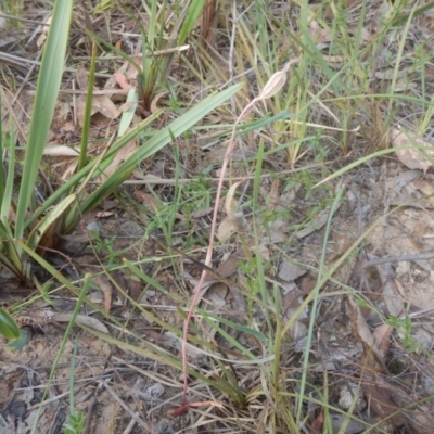 Caladenia sp. (A Caladenia) at Canberra Central, ACT - 28 Nov 2015 by MichaelMulvaney