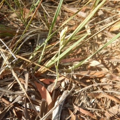 Calochilus sp. (A Beard Orchid) at Canberra Central, ACT - 28 Nov 2015 by MichaelMulvaney