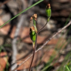 Caladenia sp. (A Caladenia) at Acton, ACT - 7 Nov 2015 by David