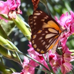 Belenois java (Caper White) at Yarralumla, ACT - 17 Nov 2015 by Ratcliffe