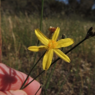 Tricoryne elatior (Yellow Rush Lily) at Conder, ACT - 23 Nov 2015 by michaelb