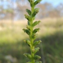 Microtis sp. (Onion Orchid) at Tennent, ACT - 19 Nov 2015 by MichaelBedingfield