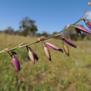 Arthropodium fimbriatum at Conder, ACT - 23 Nov 2015