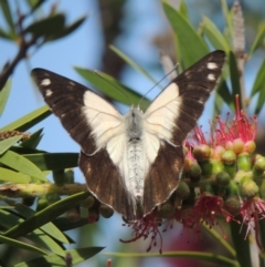 Belenois java (Caper White) at Pollinator-friendly garden Conder - 17 Nov 2015 by michaelb