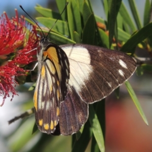 Belenois java at Conder, ACT - 18 Nov 2015