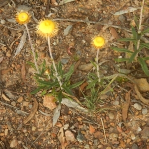 Coronidium oxylepis subsp. lanatum at O'Connor, ACT - 28 Nov 2015 05:39 PM