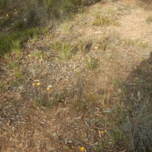 Coronidium oxylepis subsp. lanatum at O'Connor, ACT - 28 Nov 2015 05:39 PM