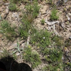 Vittadinia muelleri (Narrow-leafed New Holland Daisy) at O'Connor, ACT - 22 Nov 2015 by ibaird