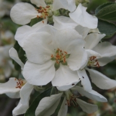 Malus pumila (Apple) at Tharwa, ACT - 10 Oct 2015 by michaelb