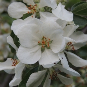 Malus pumila at Tharwa, ACT - 10 Oct 2015 06:57 PM