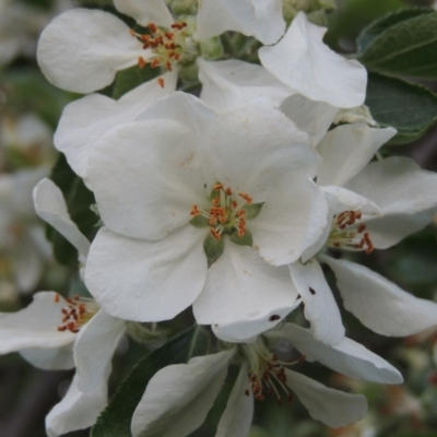 Malus pumila (Apple) at Point Hut to Tharwa - 10 Oct 2015 by MichaelBedingfield