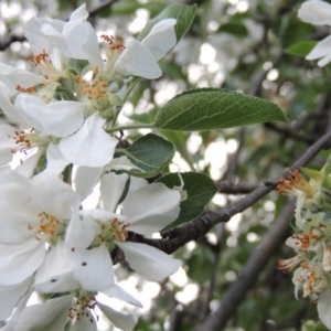 Malus pumila at Tharwa, ACT - 10 Oct 2015