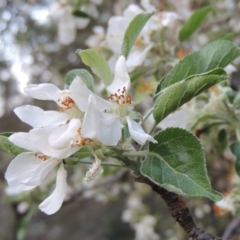 Malus pumila at Tharwa, ACT - 10 Oct 2015