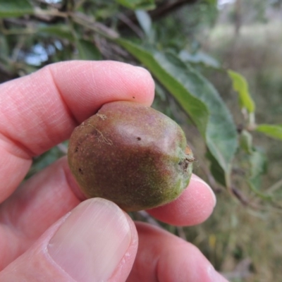 Malus pumila (Apple) at Point Hut to Tharwa - 15 Nov 2015 by MichaelBedingfield