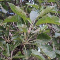 Malus pumila at Tharwa, ACT - 15 Nov 2015 06:04 PM