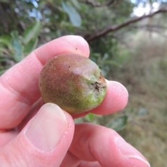 Malus pumila at Tharwa, ACT - 15 Nov 2015 06:04 PM