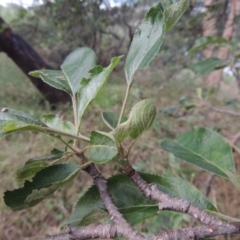 Malus pumila at Tharwa, ACT - 15 Nov 2015 06:04 PM