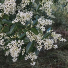 Ligustrum sinense (Narrow-leaf Privet, Chinese Privet) at Tharwa, ACT - 15 Nov 2015 by michaelb