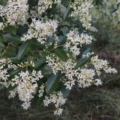 Ligustrum sinense (Narrow-leaf Privet, Chinese Privet) at Point Hut to Tharwa - 15 Nov 2015 by MichaelBedingfield