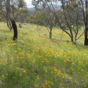 Hypericum perforatum at Isaacs Ridge - 28 Nov 2015 09:58 AM