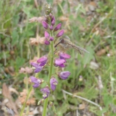 Oxytes brachypoda (Large Tick-trefoil) at Isaacs Ridge - 27 Nov 2015 by Mike