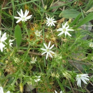 Stellaria pungens at Isaacs Ridge - 28 Nov 2015 10:30 AM