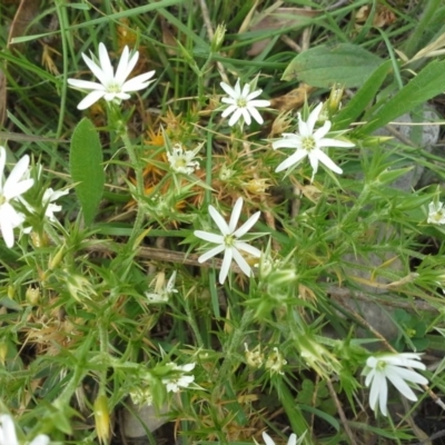 Stellaria pungens (Prickly Starwort) at Isaacs Ridge - 27 Nov 2015 by Mike