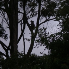 Phascolarctos cinereus (Koala) at Byrrill Creek, NSW - 4 Nov 2015 by joannagardner