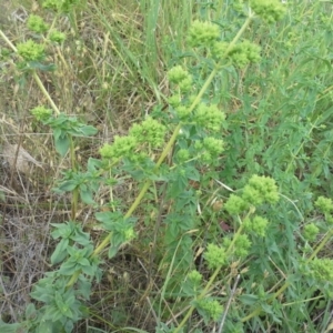 Origanum vulgare at Isaacs Ridge - 29 Nov 2015