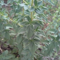 Origanum vulgare at Isaacs Ridge - 29 Nov 2015