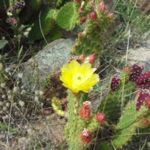 Opuntia puberula at Isaacs, ACT - 28 Nov 2015