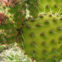 Opuntia puberula at Isaacs, ACT - 28 Nov 2015