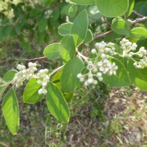 Cotoneaster glaucophyllus at Isaacs Ridge - 29 Nov 2015 05:44 PM