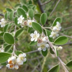 Cotoneaster pannosus (Cotoneaster) at Isaacs Ridge - 29 Nov 2015 by Mike