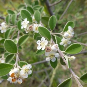 Cotoneaster pannosus at Jerrabomberra, ACT - 29 Nov 2015