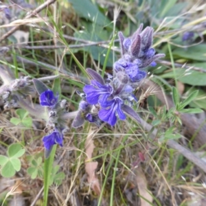 Ajuga australis at Jerrabomberra, ACT - 29 Nov 2015 05:35 PM