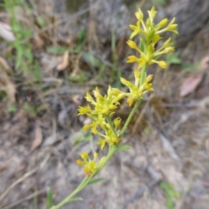 Pimelea curviflora at Isaacs Ridge - 29 Nov 2015