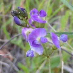 Glycine clandestina (Twining Glycine) at Jerrabomberra, ACT - 29 Nov 2015 by Mike