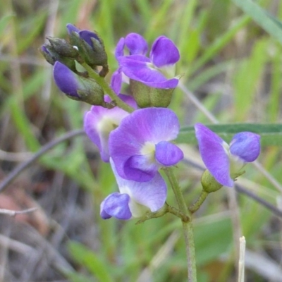 Glycine clandestina (Twining Glycine) at Jerrabomberra, ACT - 29 Nov 2015 by Mike