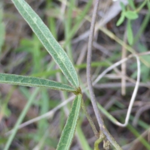 Glycine clandestina at Jerrabomberra, ACT - 29 Nov 2015