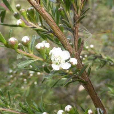 Kunzea ericoides (Burgan) at Isaacs Ridge - 29 Nov 2015 by Mike