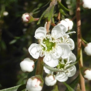 Kunzea ericoides at Isaacs Ridge - 29 Nov 2015