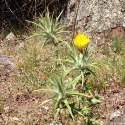 Carthamus lanatus (Saffron Thistle) at Red Hill, ACT - 2 Dec 2015 by Ratcliffe