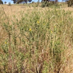 Carthamus lanatus at Red Hill, ACT - 2 Dec 2015