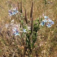 Oxypetalum coeruleum (Tweedia or Southern Star) at Red Hill, ACT - 2 Dec 2015 by Ratcliffe